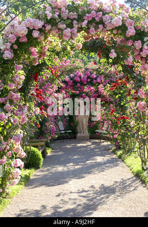 Rose (Rosa spec.), Rose jardin d'essai, le Beutig rose coudes, Allemagne, Baden-Baden Banque D'Images