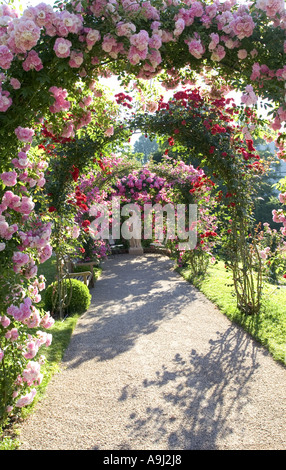Rose (Rosa spec.), Rose jardin d'essai, le Beutig rose coudes, Allemagne, Baden-Baden Banque D'Images