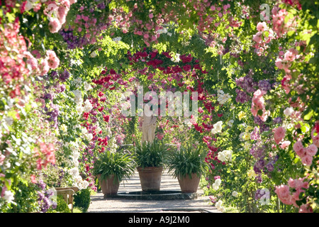 Rose (Rosa spec.), Rose jardin d'essai, le Beutig rose coudes, Allemagne, Baden-Baden Banque D'Images