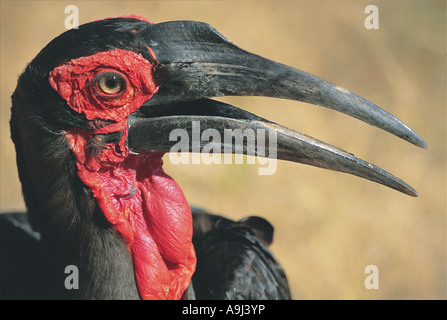 Close up portrait of Calao Parc National Kruger en Afrique du Sud Banque D'Images