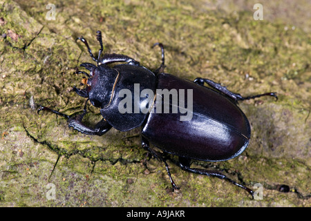 Stag beetle Lucanus européenne femelle cervus on log Banque D'Images