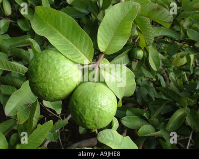 Psidium guajava, goyave commun, goyave jaune, goyave citron, plante Banque D'Images