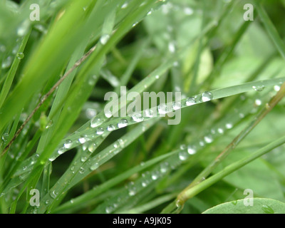 Les gouttelettes de rosée gouttes d'eau sur l'herbe Banque D'Images