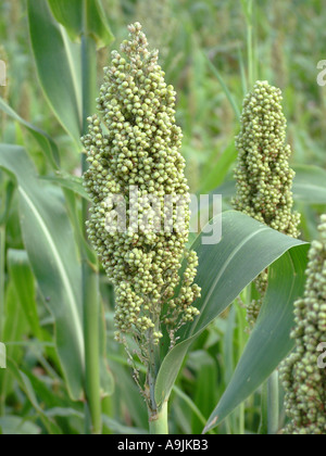 Jowar tiges récolte feuilles feuille verte luxuriante poussant dans un champ de céréales alimentaires Jawar en hindi et de sorgho en anglais l'Inde Asie Banque D'Images