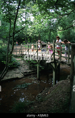 Pont au-dessus du ruisseau dans la forêt d'Ashdown probablement le site où pooh sticks a été inventé par AA Milne Banque D'Images