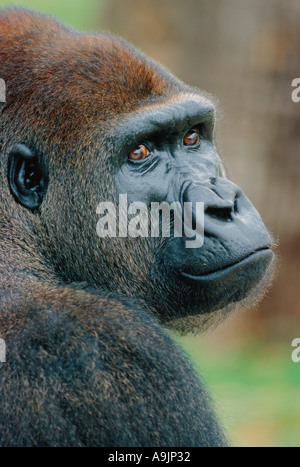 Homme gorille de plaine de l'ouest portrait-Note-Captive objet. Banque D'Images