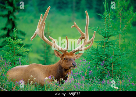 Bull Elk resting in pré alpin en été Banque D'Images