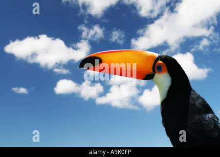 Toucan sur un fond de ciel Banque D'Images