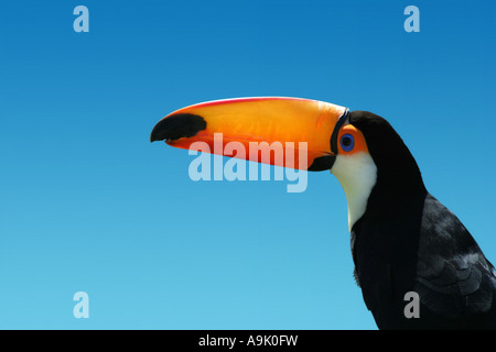 Toucan sur un fond bleu Banque D'Images