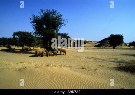 Les éléphants du désert rares dans le nord du Damaraland Namibie Afrique du sud ouest Banque D'Images