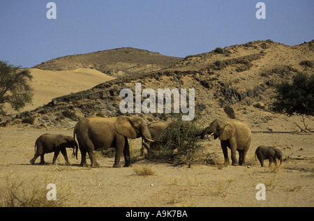 Les éléphants du désert rares dans le nord du Damaraland Namibie Afrique du sud ouest Banque D'Images