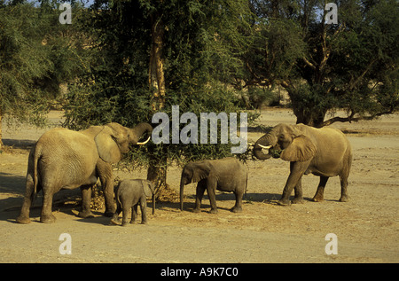 Les éléphants du désert rares dans le nord du Damaraland Namibie Afrique du sud ouest Banque D'Images