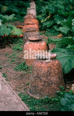 Rangée de pots à Bell de rhubarbe les jardins perdus de Heligan à Cornwall en Angleterre Banque D'Images