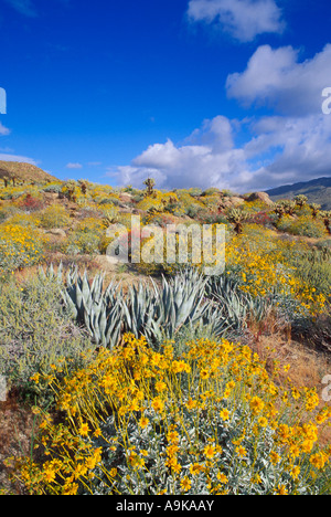 La lumière du matin sur Brittlebush Cholla et Agave Plum Canyon Anza Borrego Desert State Park en Californie Banque D'Images