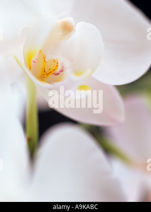 Orchidée Phalaenopsis blanc fleurs en close up choisies sur la lèvre pétale de fleur Banque D'Images