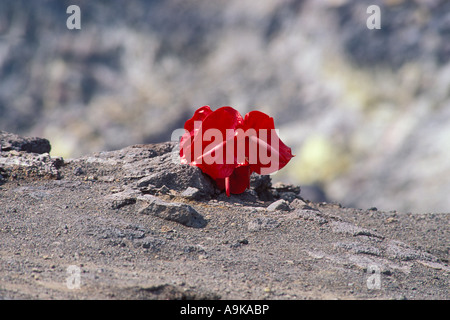 Une offrande de fleurs à la déesse Pele sur le bord de cratère Halemaumau Hawaii Volcanoes National Park Utah Banque D'Images