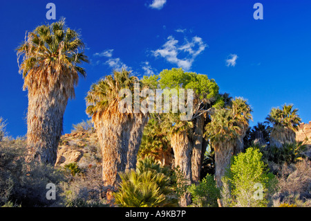 Palmiers au printemps Cottonwood Joshua Tree National Park en Californie Banque D'Images