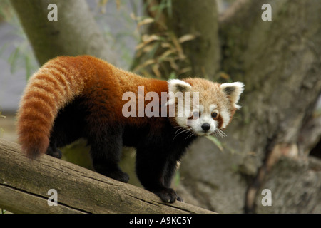 Petit panda, le panda rouge (Ailurus fulgens), Comité permanent sur branch Banque D'Images