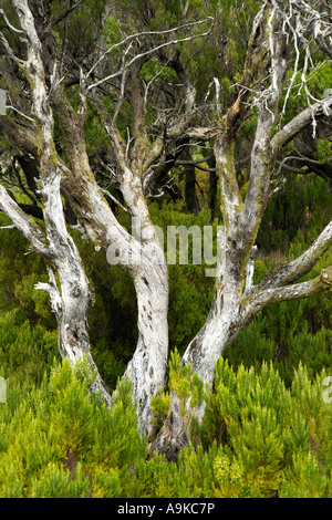 Tree heath (Erica arborea), seul arbre avec tronc de bibelots, le Portugal, Madère Banque D'Images