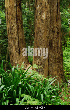 Eucalyptus (Eucalyptus gum, spec.), deux faisceaux dans la forêt de montagne, le Portugal, Madère Banque D'Images