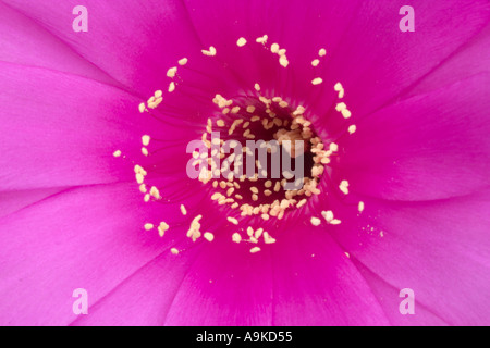 Echinopsis schickendantzii Trichocereus x babeurre Banque D'Images