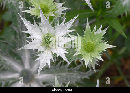 Eryngium giganteum Silver Ghost Banque D'Images