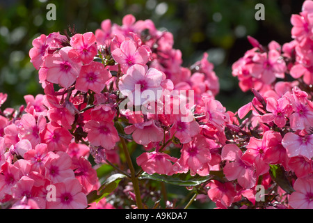 Phlox paniculata Windsor Banque D'Images