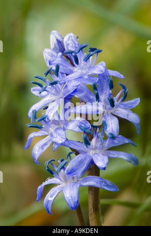 Twin-feuille (squill Scilla bifolia), inflorescence, Allemagne, Bade-Wurtemberg Banque D'Images