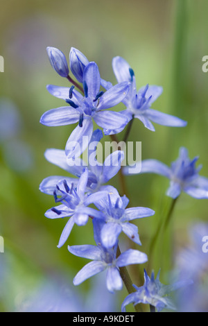 Twin-feuille (squill Scilla bifolia), inflorescence, Allemagne, Bade-Wurtemberg Banque D'Images