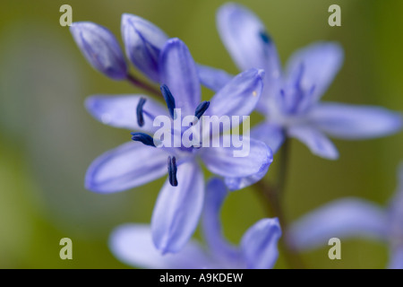 Twin-feuille (squill Scilla bifolia), inflorescence, Allemagne, Bade-Wurtemberg Banque D'Images