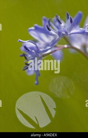 Twin-feuille (squill Scilla bifolia), inflorescence, Allemagne, Bade-Wurtemberg Banque D'Images