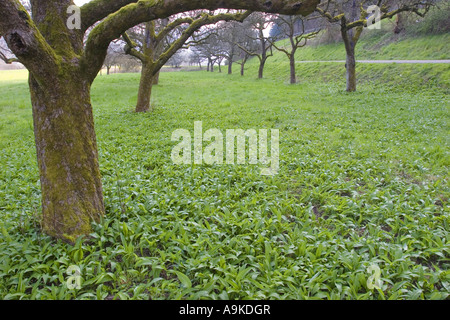 Ramsons (Allium ursinum), de la population sur un arbre fruitier meadow avant la floraison, l'Allemagne, Bade-Wurtemberg, Eberbach Banque D'Images