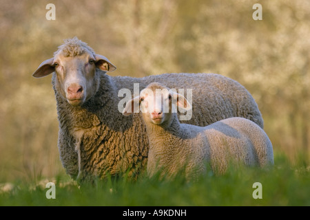 Le mouton domestique (Ovis ammon aries. f), de la mère et de l'agneau couché dans le pré, l'Allemagne, Bade-Wurtemberg, Breitenstein, Eberbach Banque D'Images