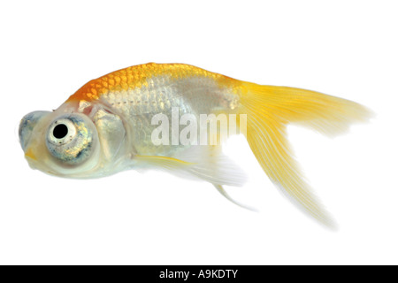 Le carassin, la carpe, poisson rouge de l'œil céleste, Céleste, Chotegan (Carassius auratus) Banque D'Images