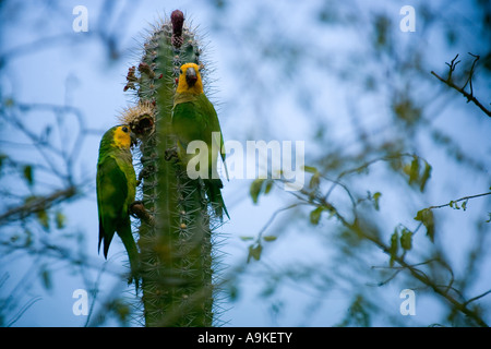 Les perroquets à épaulettes jaunes se nourrit de Cactus sur l'île de Bonaire, Antilles néerlandaises Banque D'Images