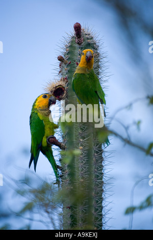 Les perroquets à épaulettes jaunes se nourrit de Cactus sur l'île de Bonaire, Antilles néerlandaises Banque D'Images