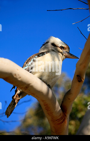 Un Kookaburra se trouve dans un arbre à gomme Barrage Manly Sydney Australie Banque D'Images
