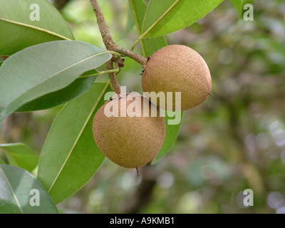 CHIKU Manilkara zapota fruits on tree Banque D'Images