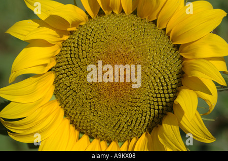 ANG99368 Nom latin TOURNESOL Helianthus annuus close up huile jaune Graines Talegaon Maharashtra Inde Banque D'Images