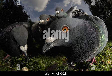 Les pigeons à St James Park, Londres Banque D'Images