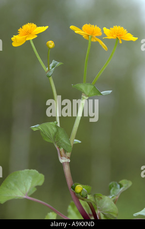 Le populage des marais (Caltha palustris), close up Banque D'Images