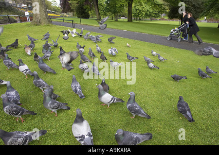 Pigeons et tourterelles et alliés (Columbiformes), assis sur un pré sous un arbre, le Royaume-Uni, l'Écosse, Édimbourg Banque D'Images