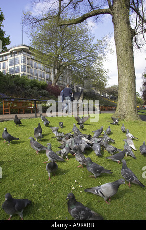 Pigeons et tourterelles et alliés (Columbiformes), assis sur un pré sous un arbre, l'Écosse, Édimbourg Banque D'Images