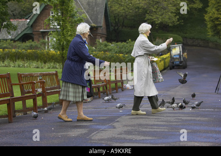 Pigeons et tourterelles et alliés (Columbiformes), alimentée par de vieilles femmes, l'Écosse, Édimbourg Banque D'Images