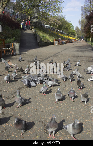 Pigeons et tourterelles et alliés (Columbiformes), assis sur le chemin d'un parc, l'Écosse, Édimbourg Banque D'Images