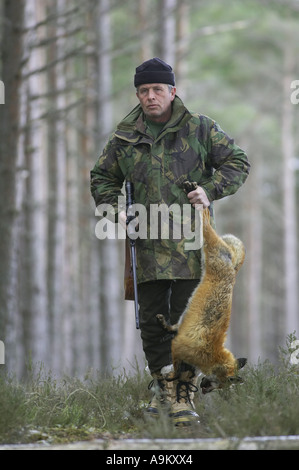 Le renard roux (Vulpes vulpes), garde-chasse a mort fox, Royaume-Uni, Ecosse Banque D'Images