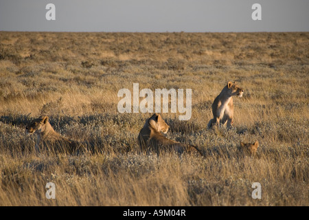 La fierté des mères -- lionnes et leurs petits en Namibie Banque D'Images