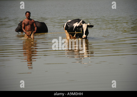 Un agriculteur de sa vache baignade dans le lac vellayani keraka Banque D'Images