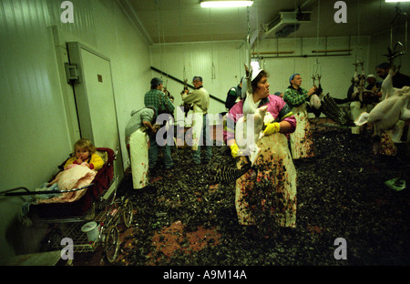 Gamme DE DINDES EN BRONZE DE NORFOLK EN PRÉPARATION POUR NOËL DANS UNE FERME DANS L'Essex, Angleterre, Royaume-Uni. Photographié avec permission Banque D'Images