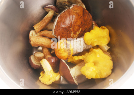 Mélange de champignons des bois sauvages fraîches avec chanterelle Bay Bolet Bolet jaune servi dans un plat bol de champignons de Bavière Banque D'Images